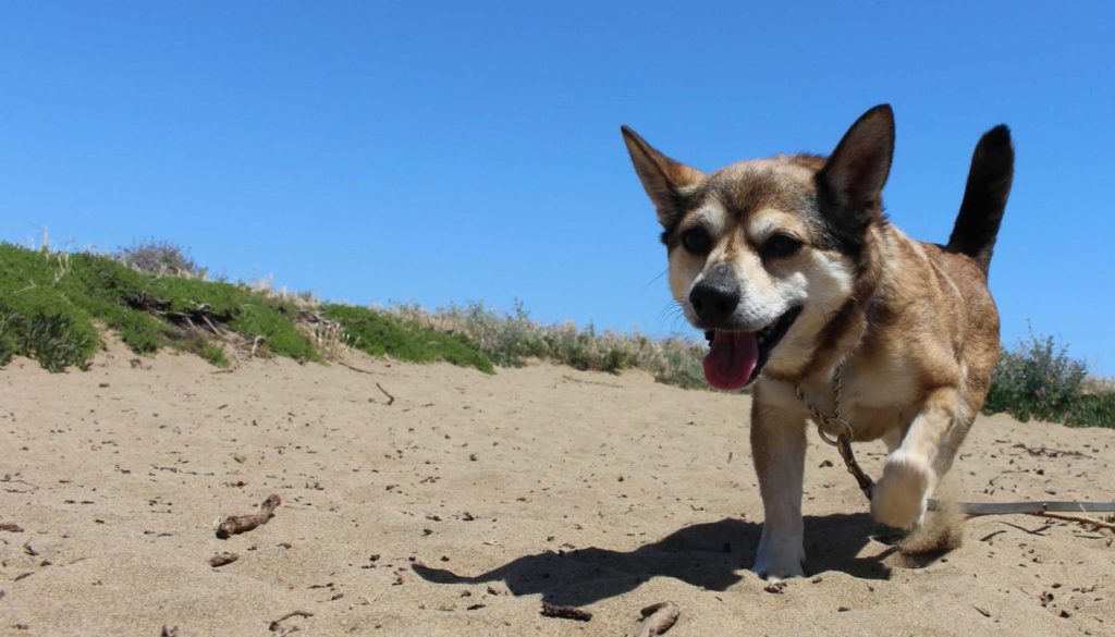 From foster to forever